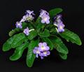 Streptocarpus hybrids
